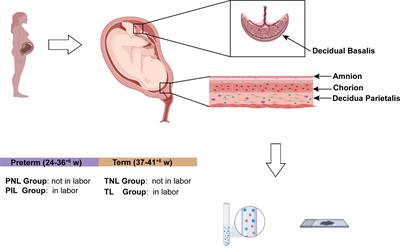 Immune Deviation in the Decidua During Term and Preterm Labor